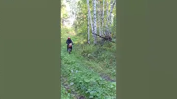 зид пилот 50