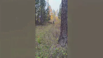 ЗиД пилот 50